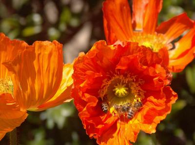 Iceland poppies and bees