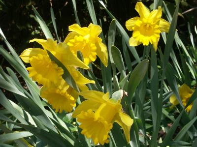 Daffodils, September