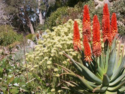 African plants in Australia