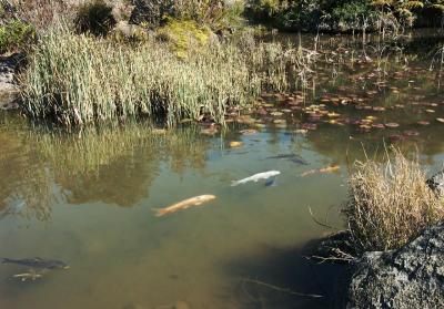 Carp in ornamental pond