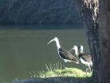 Ibis at Cooper Creek,  Innamincka