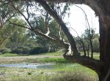 Cooper Creek