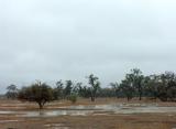 Drought, then 50 mm of rain