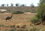 Emu escaping dangerous photographer