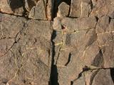 Lichen on cracks in rocks