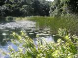 On Lake Barrine