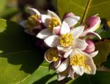 Blossom on my lemonade tree