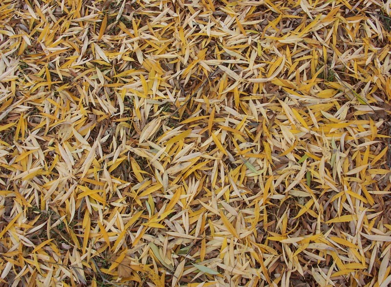Willow leaves