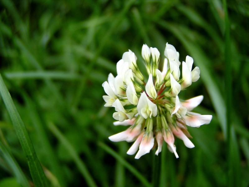 Clover