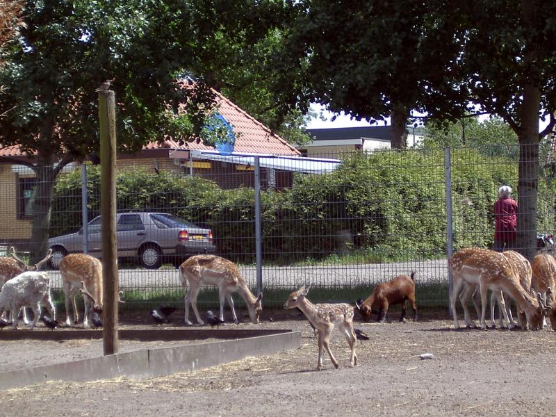Young deer (6 days) exploring his world