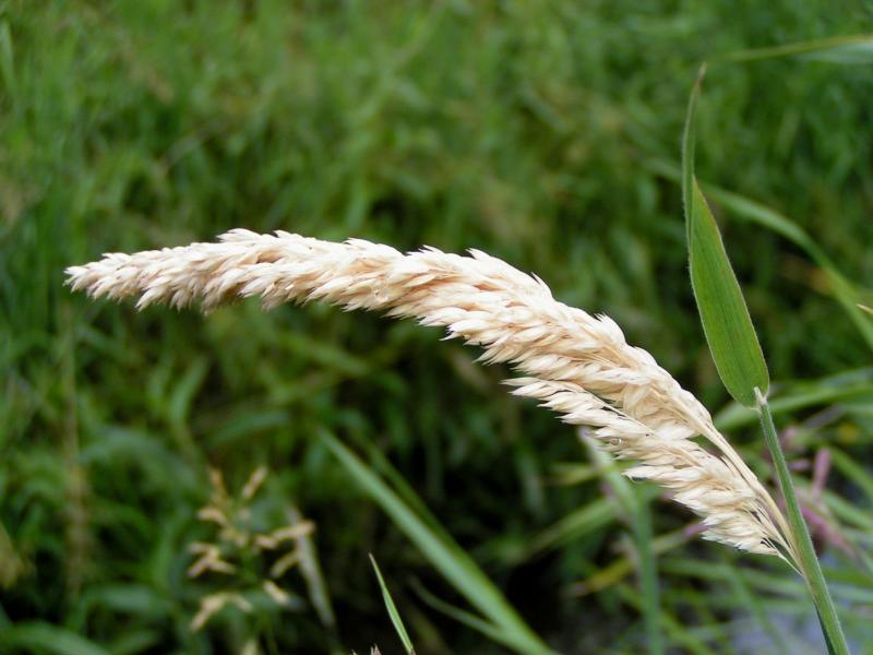 Grass