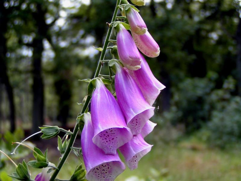 Wild flower
