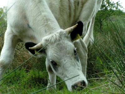 Cow