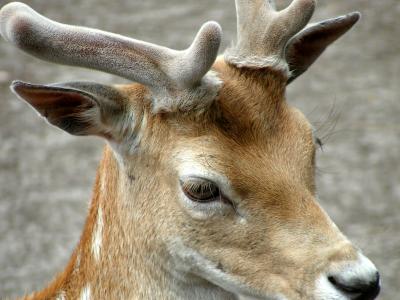 New antler is growing