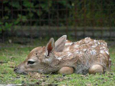 Newborn fallow deer
