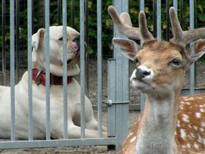 Dog & Deer