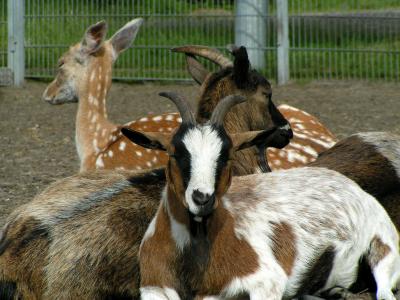 Goats & Deer