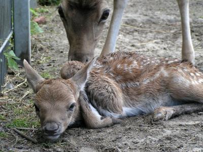 Second newborn fallow deer this year