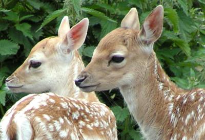 Fallow deer: two youngsters