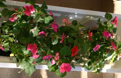 Impatiens