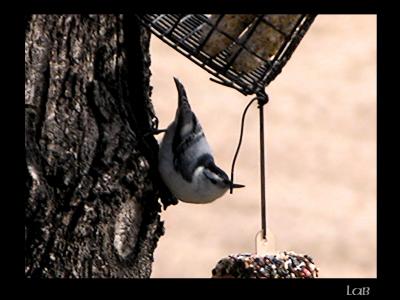 u47/lbonja/medium/40033143.chickadee.jpg