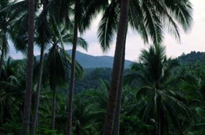 THAI3093_Hills_Samui.jpg