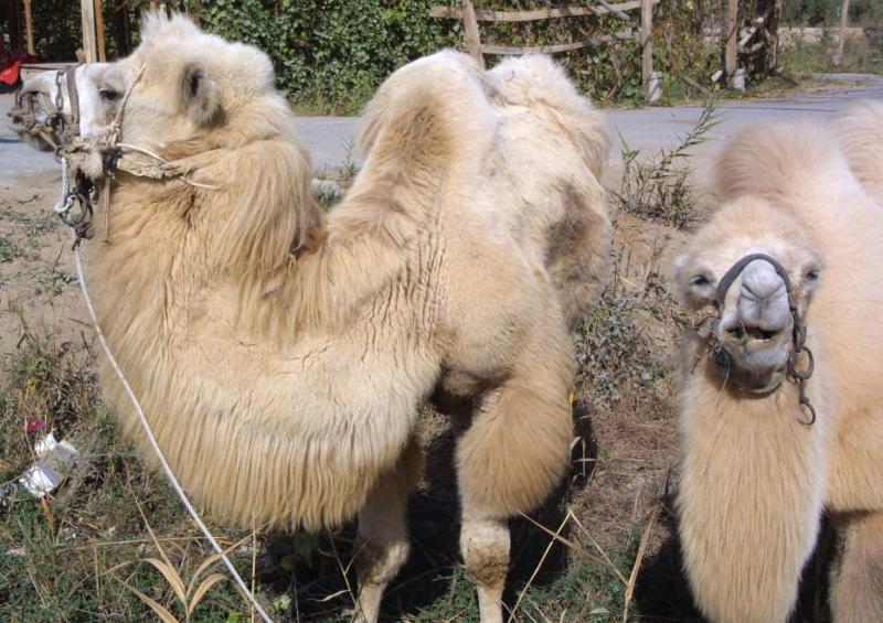 Greeters at Taklamakan Desert