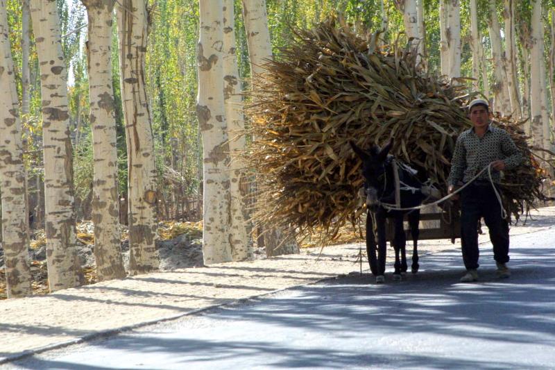 Corn Sheaves