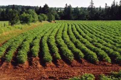 Potato Field