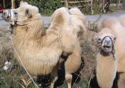 Greeters at Taklamakan Desert