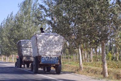 Cotton Harvest