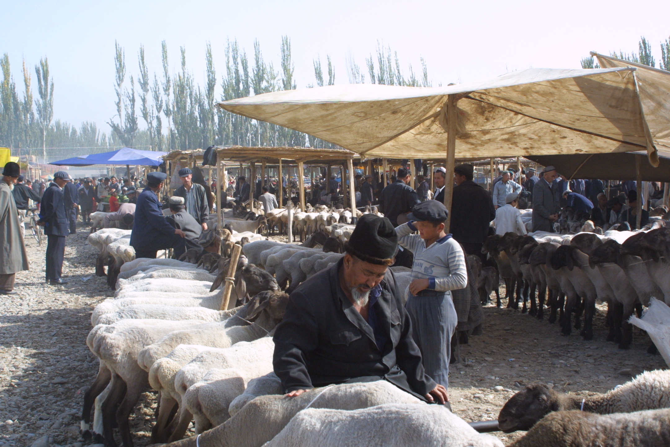 Sheep Market