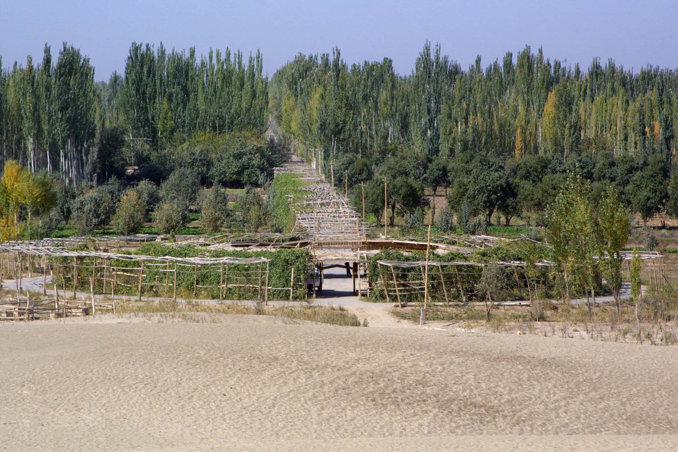Oasis - Taklamakan Desert