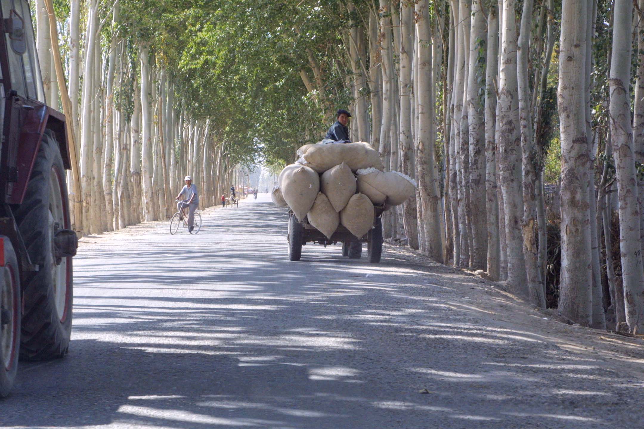 Cotton Harvest