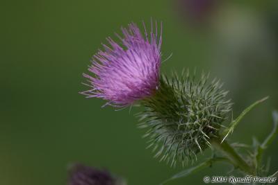 Bristle Thistle