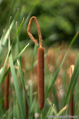 Cat Tail Crazy