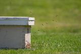 Honeybee Colony Migration