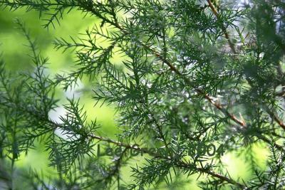fractaltree.jpg