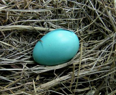 American Robin's Nest with One Egg