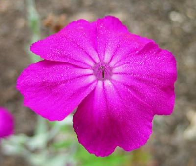 Mullein, Pink