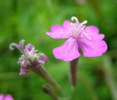 Wild Sweet William