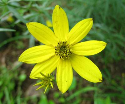 Coreopsis, Major (Greater Tickseed)