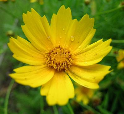 Coreopsis, Lanceleaf