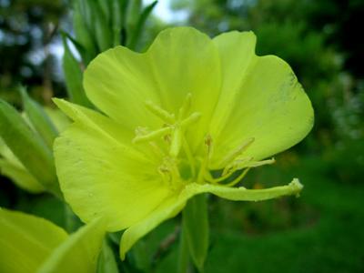 Evening Primrose, Large-flowered