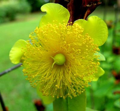 St. John'swort