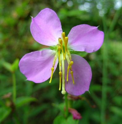 North American Wildflowers and Shrubs (E-M)