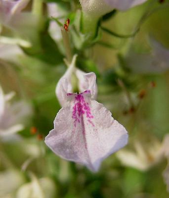 Wood Sage