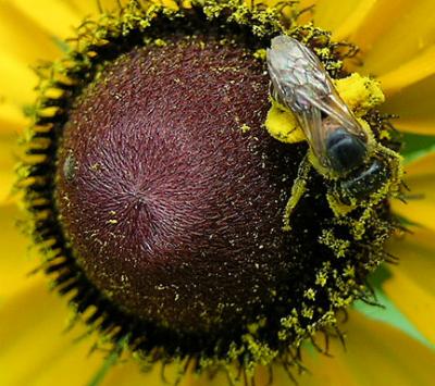  Halictid Bee