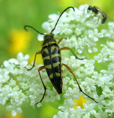 Notch-tipped Flower Longhorn