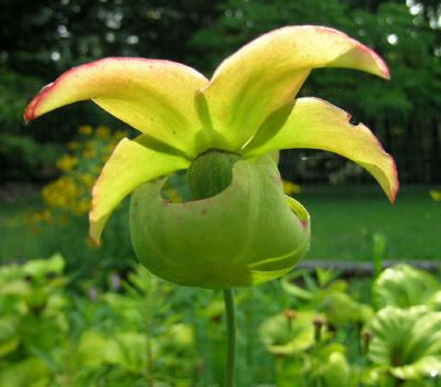 Yellow Pitcher Plant Flower
